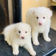 Lovely American Eskimo Puppies For Free adoption(kozunsofia@gmail.com)
