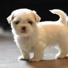 Lovely And Home Raise SHIH TZU Puppies For Adoption(larry246w@gmail.com)