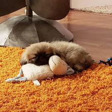 Male and female Pekingese puppies available