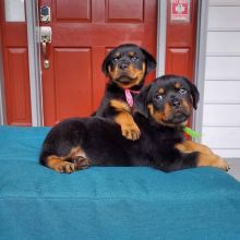 Male and female Rottweiler puppies For Adoption(laurieamber055@gmail.com) Male and female Rottweile