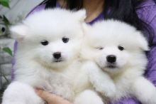 Perfect Samoyed Puppies For Adoption(melenkaromy@gmail.com)