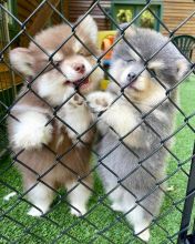 Pomsky puppies for adoption (aliciaanne49@gmail.com)