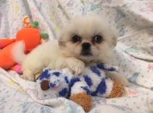 very well socialized Pekingese pups