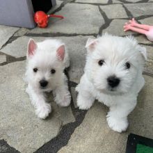 Well Trained westie Puppies Ready For Good Homes(karrylasotazsj92@gmail.com)