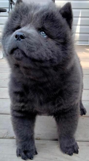 amazing soft natures chow chow puppies Image eClassifieds4u