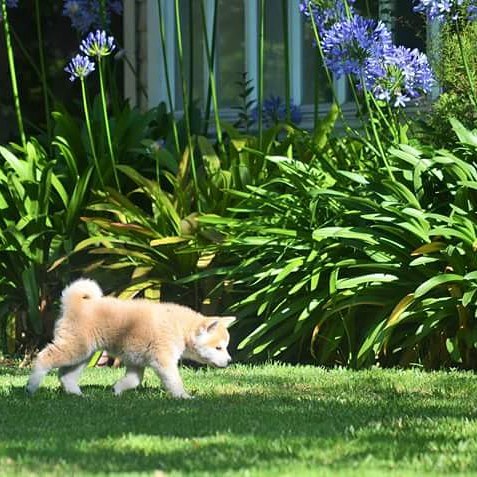 Cute Akita Inu Puppies for adoption(chloedoleza@gmail.com) Image eClassifieds4u