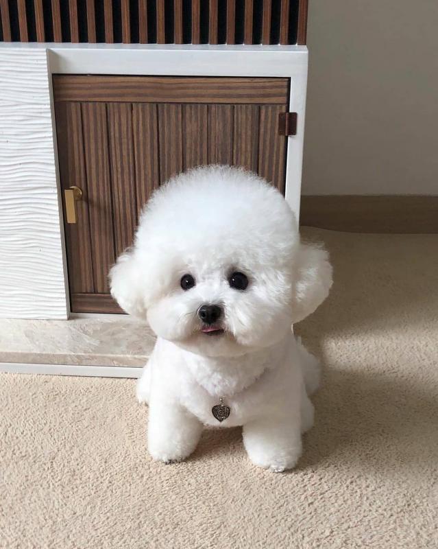 CUTE BICHON FRISE PUPPIES FOR FREE ADOPTION (waltj6031@gmail.com) Image eClassifieds4u