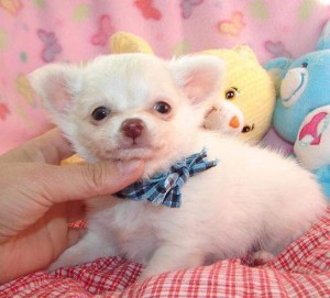 cute chihuahua puppies for adoption Image eClassifieds4u