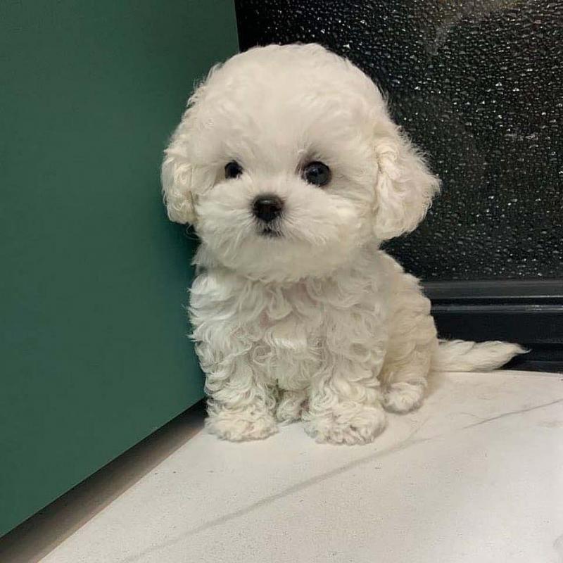 Gorgeous Poodle puppies Ready for loving homes(colsen468@gmail.com) Image eClassifieds4u