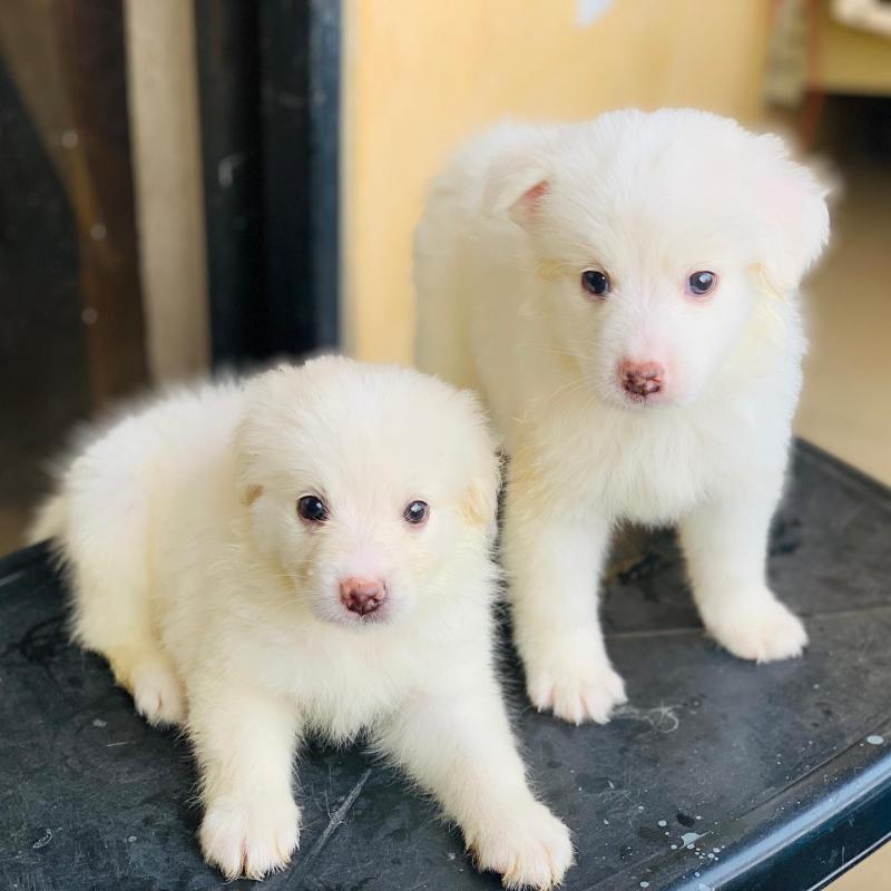 Lovely American Eskimo Puppies For Free adoption(kozunsofia@gmail.com) Image eClassifieds4u