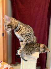 Beautiful Bengal kittens available ( juliozabrana@gmail.com ) Image eClassifieds4u 2