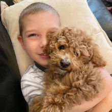 Beautiful Cavapoo puppies for adoption (liviae542@gmail.com) Image eClassifieds4U