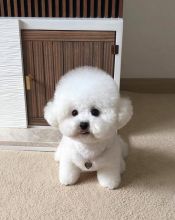 CUTE BICHON FRISE PUPPIES FOR FREE ADOPTION (waltj6031@gmail.com) Image eClassifieds4U
