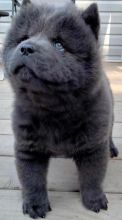 family-raised and are well-socialized chow chow puppies Image eClassifieds4u 2