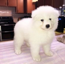 Gorgeous, Playful Samoyed Puppies For Free Adoption (melenkaromy@gmail.com) Image eClassifieds4U