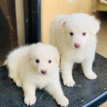 Lovely American Eskimo Puppies For Free adoption(kozunsofia@gmail.com) Image eClassifieds4U