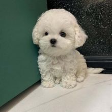 Two Adorable poodle Puppies For Adoption(colsen468@gmail.com) Image eClassifieds4U