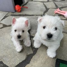 Well Trained westie Puppies Ready For Good Homes(karrylasotazsj92@gmail.com) Image eClassifieds4U