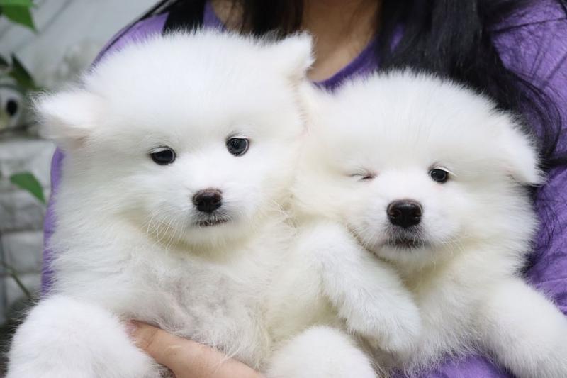Magnificent Samoyed puppies(melenkaromy@gmail.com) Image eClassifieds4u