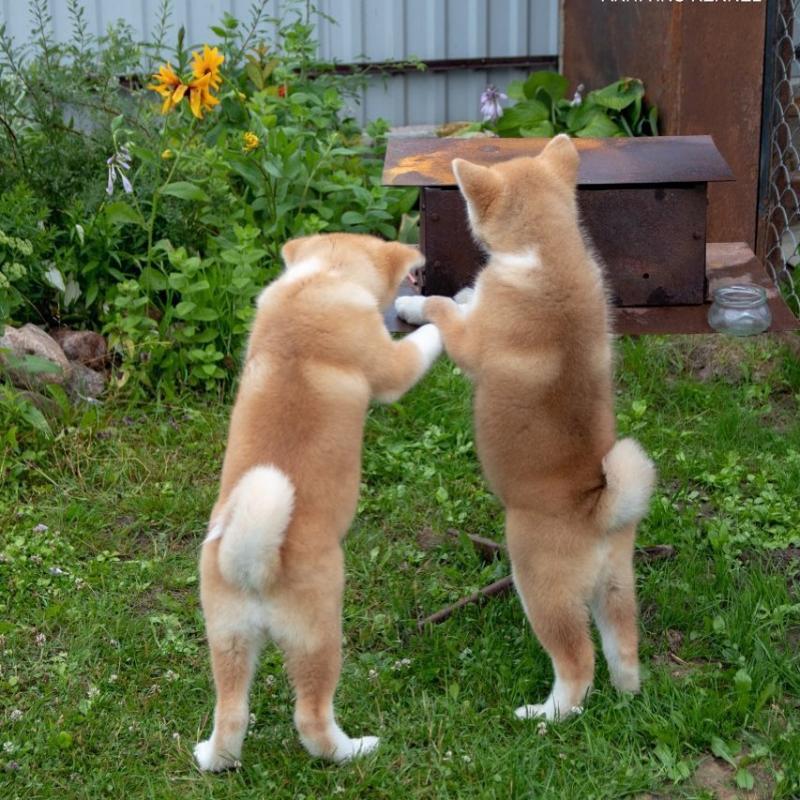 Shiba inu Puppies Looking For Their Forever Home {jolanmaeva@gmail.com} Image eClassifieds4u