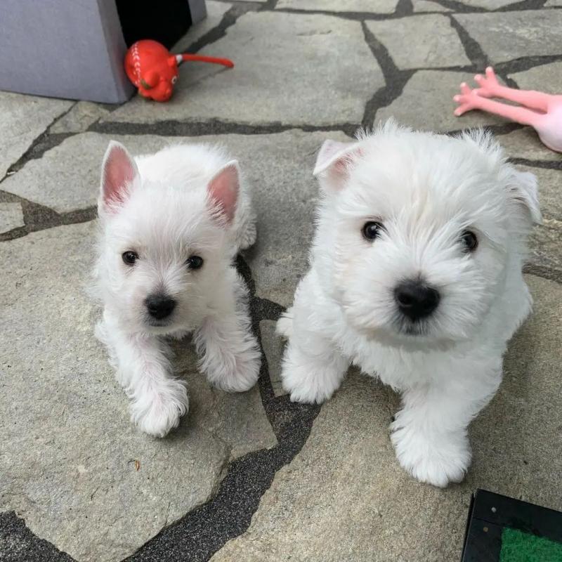 Well Trained westie Puppies Ready For Good Homes(karrylasotazsj92@gmail.com) Image eClassifieds4u