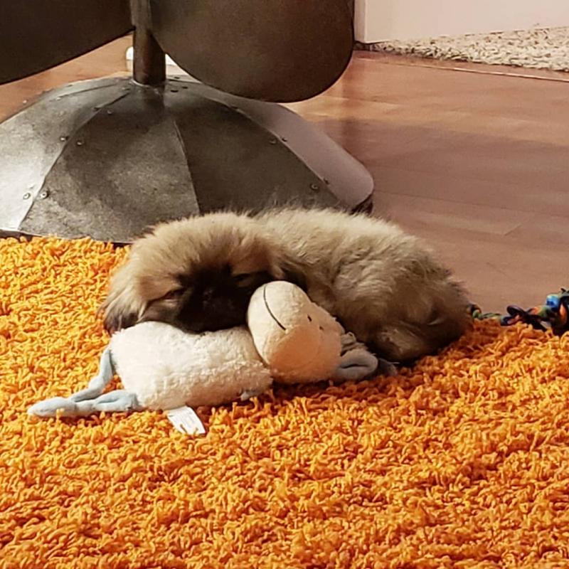 wonderful personalities Pekingese pups Image eClassifieds4u