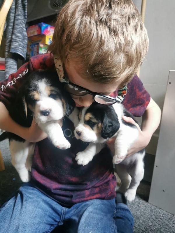 ⭐️ BEAGLES PUPPIES READY FOR LOVING HOMES⭐️ Image eClassifieds4u