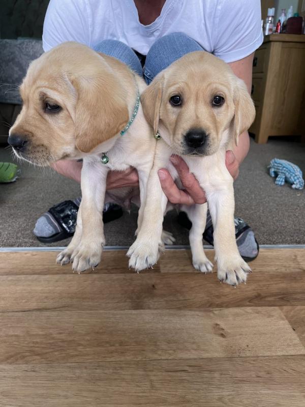 Stunning Golden/ Black Labrador retriever puppies Image eClassifieds4u