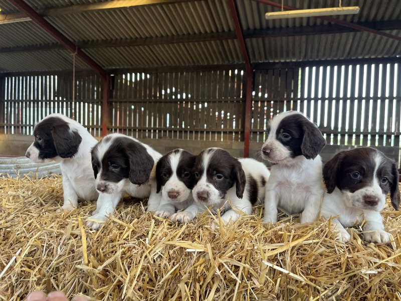 # READY TO LEAVE # English Springer spaniels Image eClassifieds4u