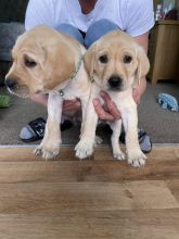 Stunning Golden/ Black Labrador retriever puppies