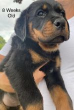** KC REGISTERED ROTTWEILER PUPPIES FOR ADOPTION **