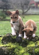 Beautiful Basenji puppies..!!