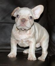 Beautiful French bulldog puppies ready for 5 star homes..!!!