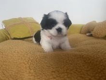 Beautiful litter of Shih Tzus, 3 girls and 2 boys