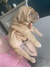 Healthy KC Registered Mastiff puppies