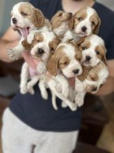 KC Registered Pedigree C0CKER Spaniel Puppies