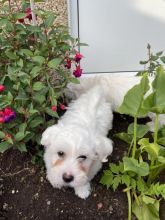 KC registered pedigree Maltese puppies