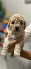 KC Registered Toy Poodle puppies