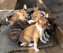 Pedigree Basenji puppies ready for loving homes.