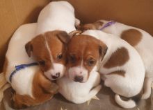 Smooth coat Jack Russell Terrier Puppies.