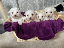 Stunning Bichon Frise Puppies *Available Now