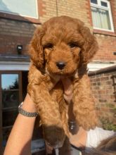 Stunning F1 Cavapoo puppies for Adoption..