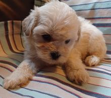 Stunning Shihpoos ready for 5☆homes