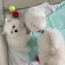 White Pomeranian puppies