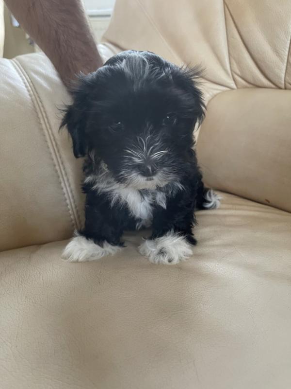 Amazing Litter of Havanese puppies ready for loving homes. Image eClassifieds4u