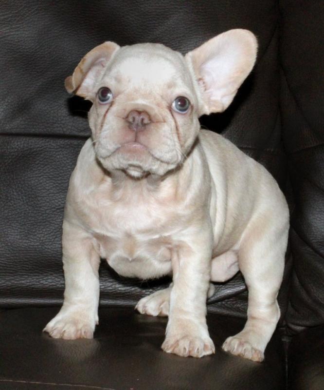 Beautiful French bulldog puppies ready for 5 star homes..!!! Image eClassifieds4u