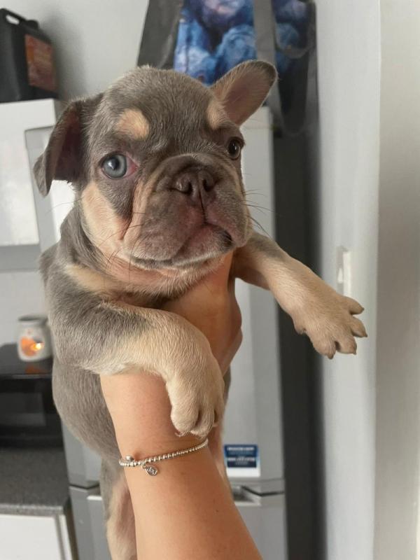 Beautiful French bulldog puppies ready for 5 star homes..!!! Image eClassifieds4u
