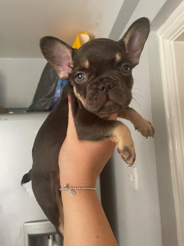 Beautiful French bulldog puppies ready for 5 star homes..!!! Image eClassifieds4u