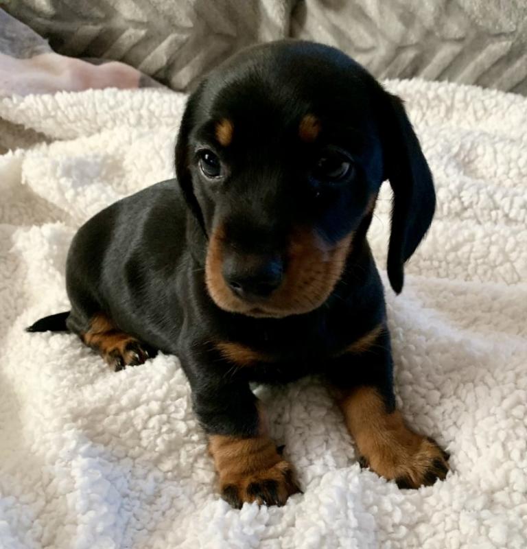 Beautiful Miniature Dachshund Puppies Image eClassifieds4u