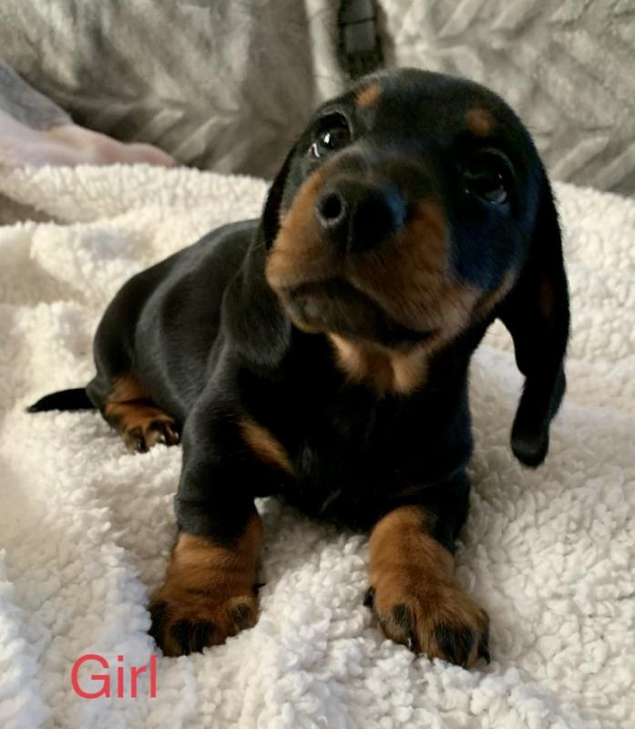 Beautiful Miniature Dachshund Puppies Image eClassifieds4u